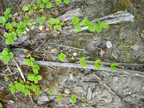 Photo of Linnaea borealis ssp. longiflora by Province of British Columbia (Bill Jex)