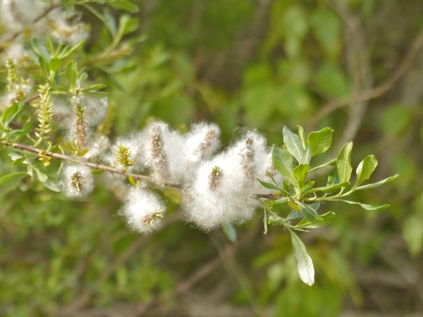 Photo of Salix sitchensis by Rosemary Taylor