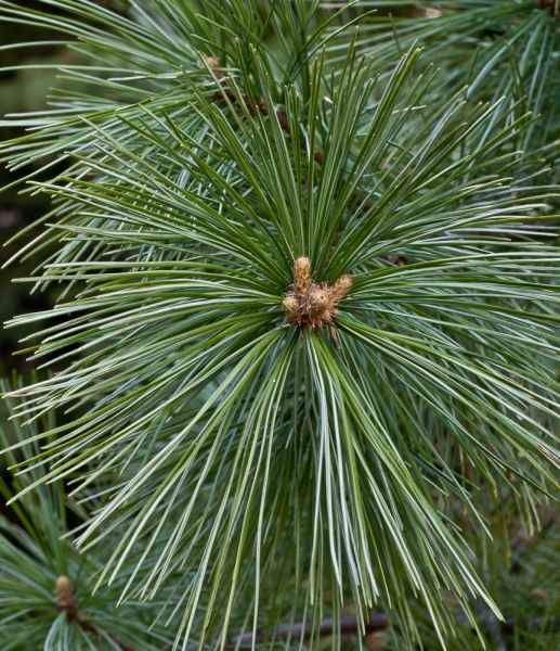 Photo of Pinus monticola by Bryan Kelly-McArthur