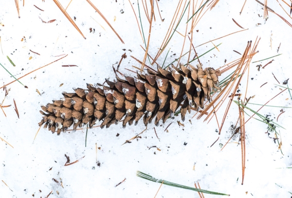 Photo of Pinus monticola by Bryan Kelly-McArthur