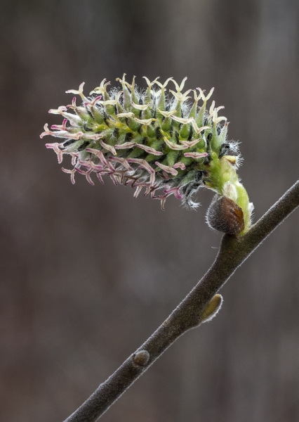 Photo of Salix scouleriana by Bryan Kelly-McArthur