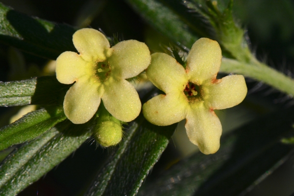 Photo of Lithospermum ruderale by <a href="http://www.adventurevalley.com/larry">Larry Halverson</a>