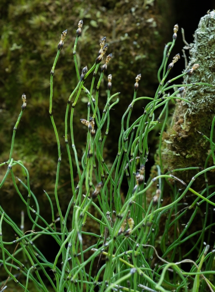 Photo of Equisetum scirpoides by Bryan Kelly-McArthur