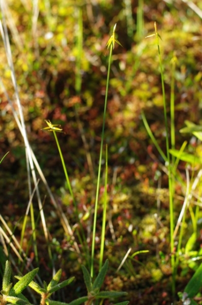 Photo of Carex pauciflora by <a href="http://www.poulinenvironmental.com">Vince Poulin</a>
