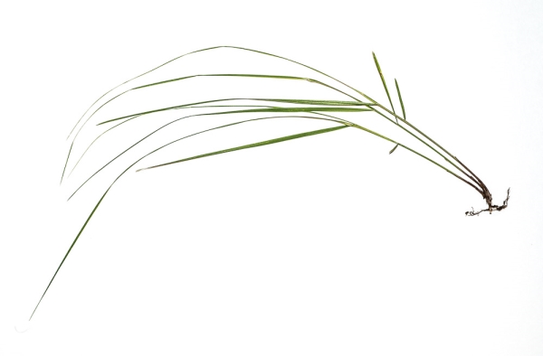 Photo of Calamagrostis rubescens by Bryan Kelly-McArthur