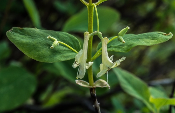 Photo of Lonicera utahensis by Bryan Kelly-McArthur