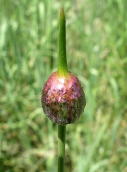 Photo of Allium vineale ssp. vineale by Gerry & Wendy Ansell