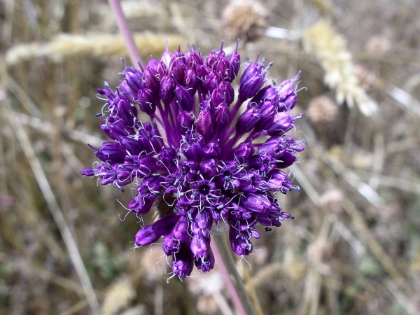 Photo of Allium vineale by Gerry & Wendy Ansell