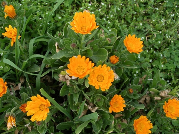 Photo of Calendula officinalis by Gerry & Wendy Ansell