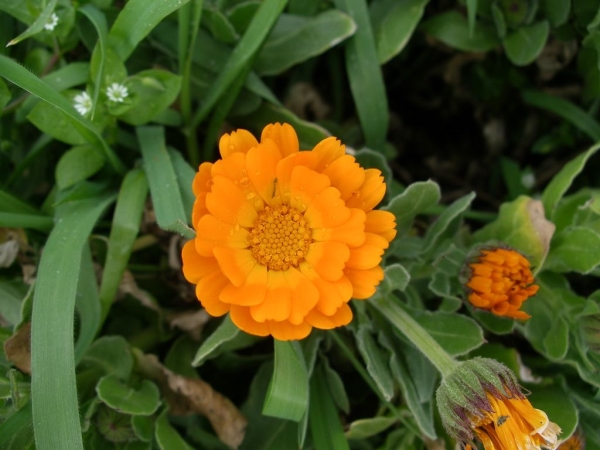 Photo of Calendula officinalis by Gerry & Wendy Ansell