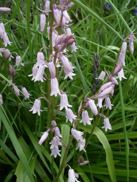 Photo of Hyacinthoides hispanica by Gerry & Wendy Ansell