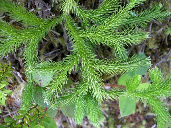 Photo of Lycopodium clavatum by Gerry & Wendy Ansell
