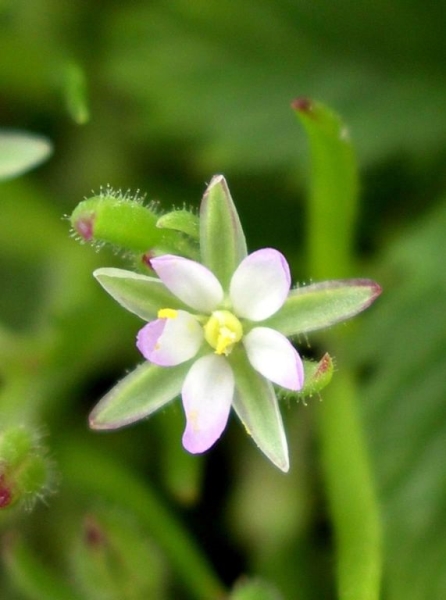 Photo of Spergularia salina by Gerry & Wendy Ansell