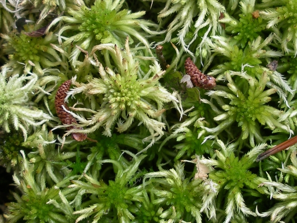 Photo of Sphagnum pacificum by Gerry & Wendy Ansell