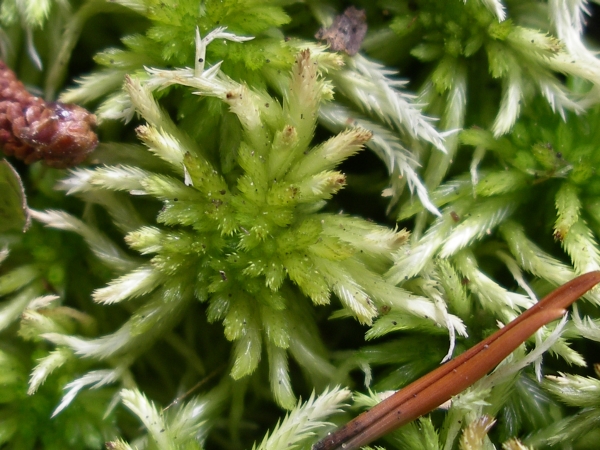 Photo of Sphagnum pacificum by Gerry & Wendy Ansell