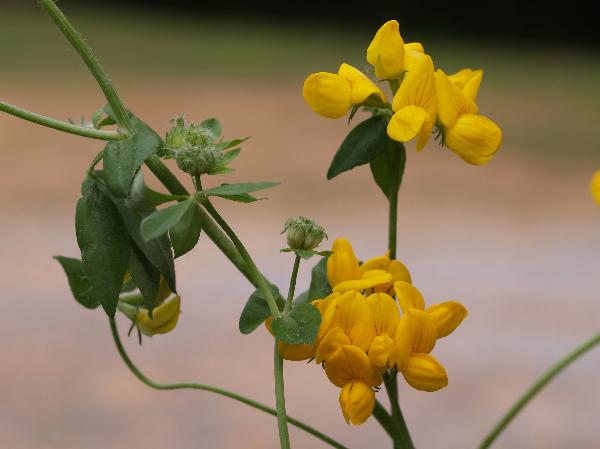 Photo of Lotus uliginosus by Rod Innes