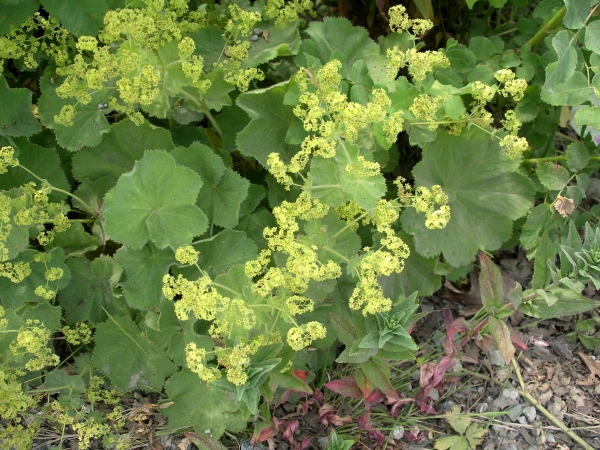 Photo of Alchemilla subcrenata by Gerry & Wendy Ansell
