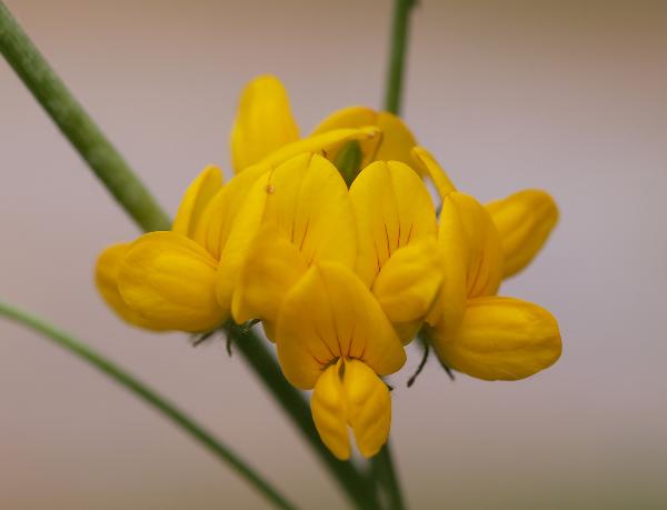 Photo of Lotus uliginosus by Rod Innes