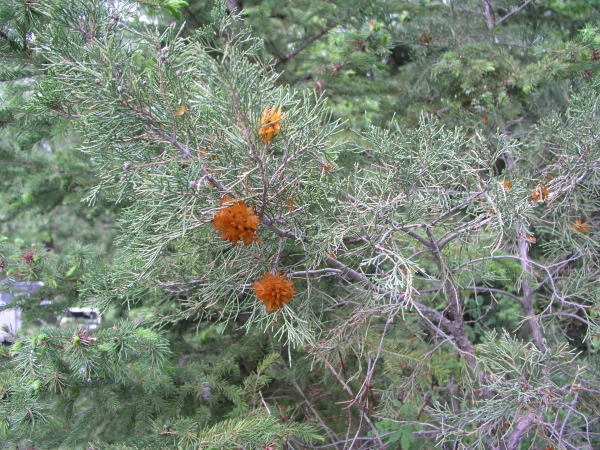 Photo of Juniperus scopulorum by Bill  Baerg
