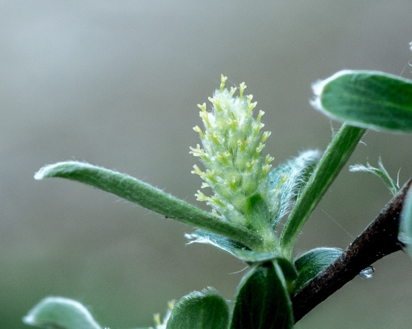 Photo of Salix brachycarpa by Bryan Kelly-McArthur