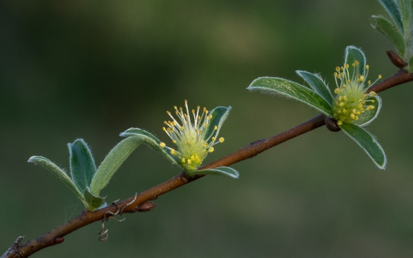 Photo of Salix brachycarpa by Bryan Kelly-McArthur