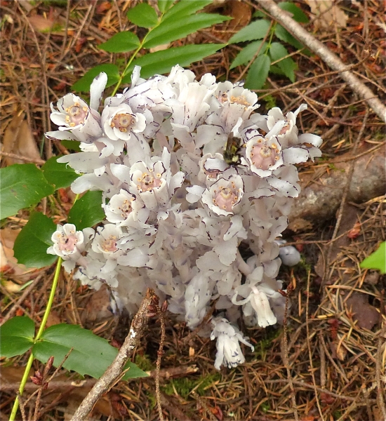 Photo of Monotropa uniflora by Rosemary Taylor