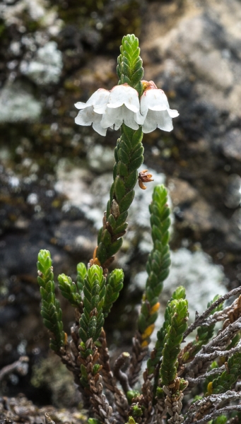 Photo of Cassiope tetragona by Bryan Kelly-McArthur