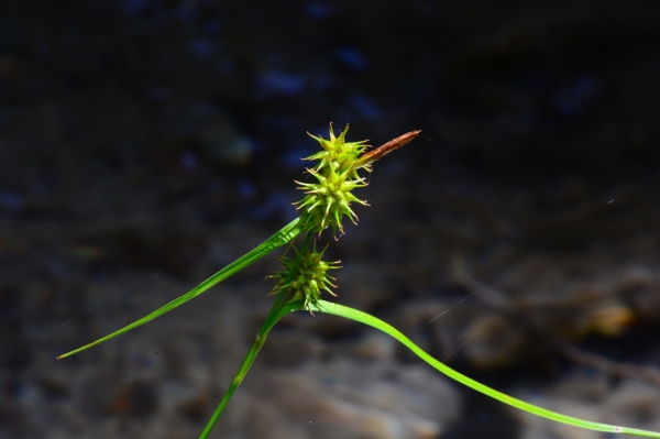 Photo of Carex viridula by <a href="http://www.adventurevalley.com/larry">Larry Halverson</a>