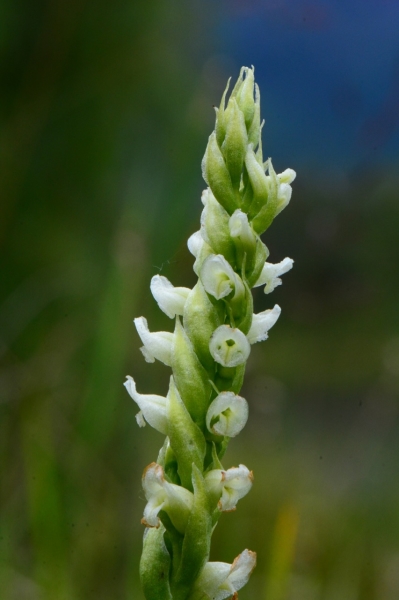 Photo of Spiranthes romanzoffiana by <a href="http://www.adventurevalley.com/larry">Larry Halverson</a>