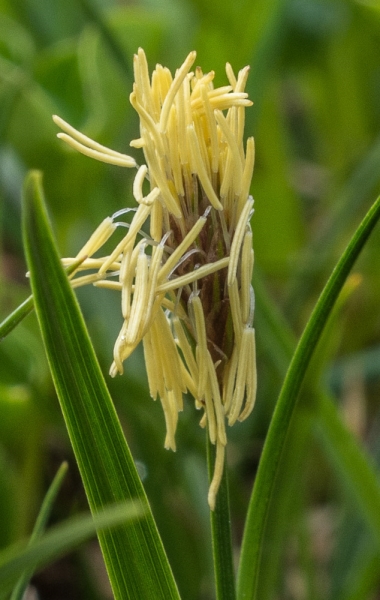 Photo of Carex nigricans by Bryan Kelly-McArthur