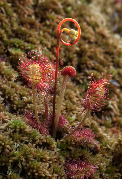 Photo of Drosera rotundifolia by Bryan Kelly-McArthur