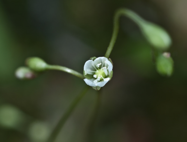 Photo of Drosera rotundifolia by Bryan Kelly-McArthur