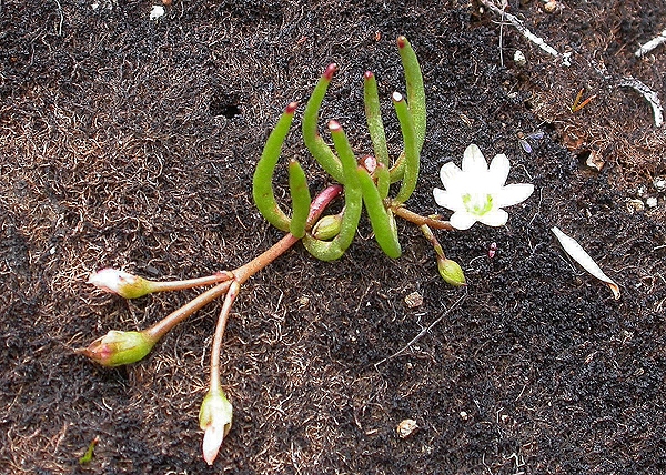 Photo of Lewisia triphylla by Jocie Brooks