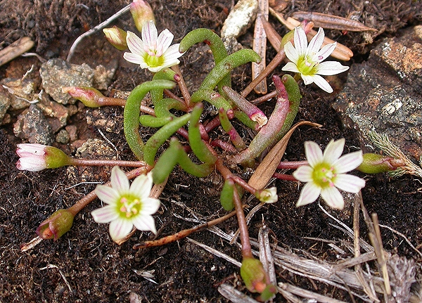 Photo of Lewisia triphylla by Jocie Brooks