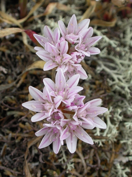 Photo of Allium crenulatum by Jocie Brooks