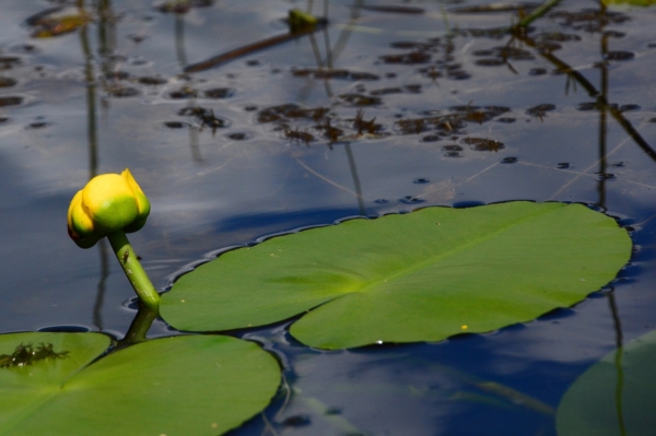 Photo of Nuphar polysepala by <a href="http://www.adventurevalley.com/larry">Larry Halverson</a>
