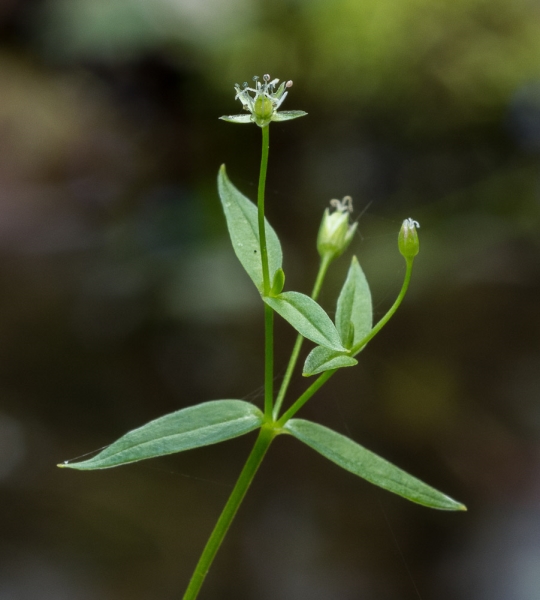 Photo of Stellaria borealis ssp. borealis by Bryan Kelly-McArthur