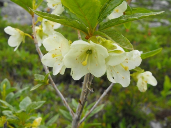 Photo of Rhododendron albiflorum by Bob Thacker