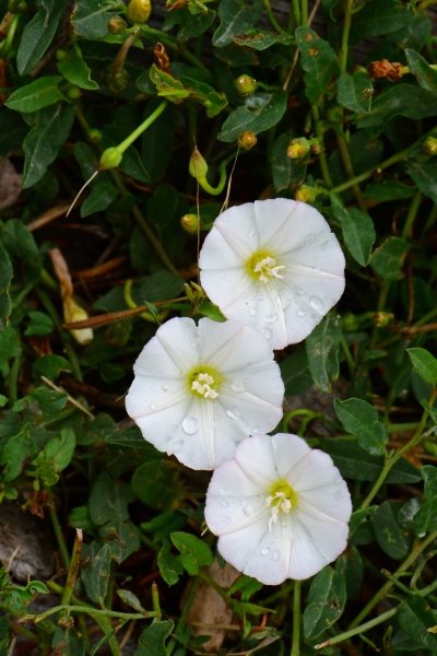 Photo of Convolvulus arvensis by <a href="http://www.adventurevalley.com/larry">Larry Halverson</a>