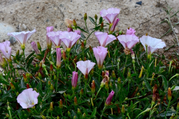 Photo of Convolvulus arvensis by <a href="http://www.adventurevalley.com/larry">Larry Halverson</a>