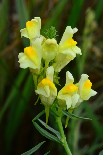Photo of Linaria vulgaris by <a href="http://www.adventurevalley.com/larry">Larry Halverson</a>
