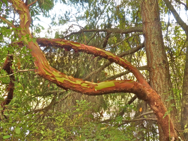 Photo of Arbutus menziesii by Rosemary Taylor