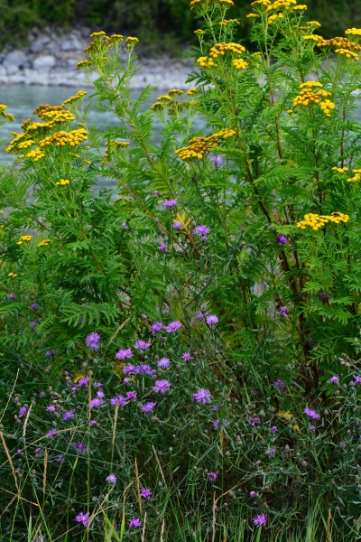 Photo of Tanacetum vulgare by <a href="http://www.adventurevalley.com/larry">Larry Halverson</a>