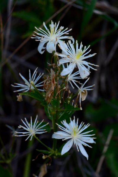 Photo of Clematis ligusticifolia by <a href="http://www.adventurevalley.com/larry">Larry Halverson</a>