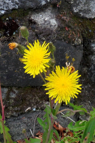 Photo of Sonchus arvensis by Val George
