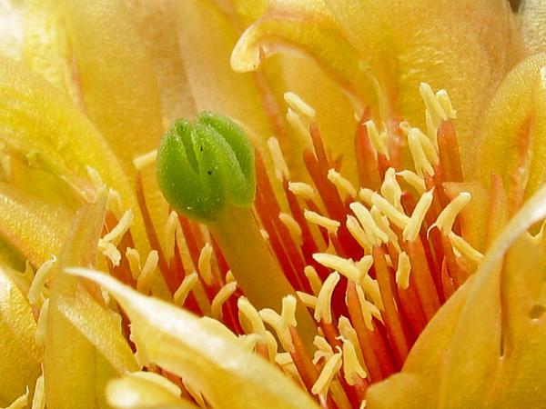 Photo of Opuntia fragilis by <a href="http://www.okanaganwildlife.ca/">Werner Eigelsreiter</a>
