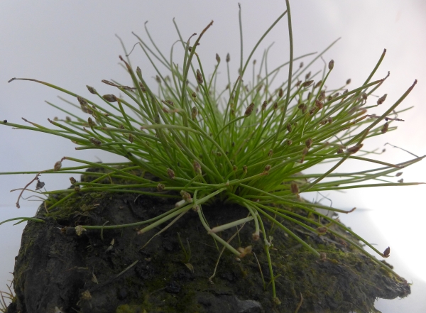 Photo of Isolepis cernua by Judith Holm