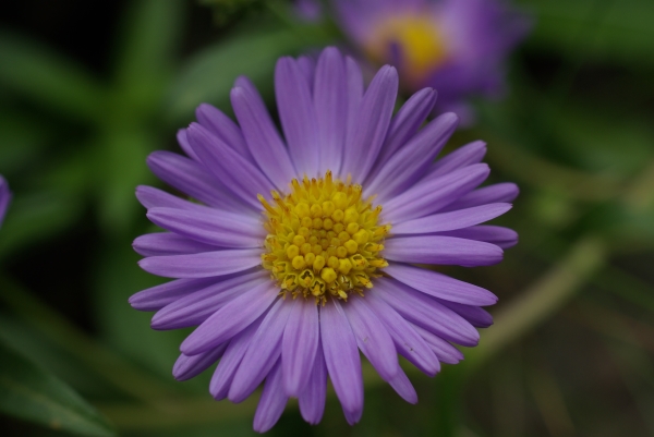 Photo of Symphyotrichum subspicatum by Doug Murphy