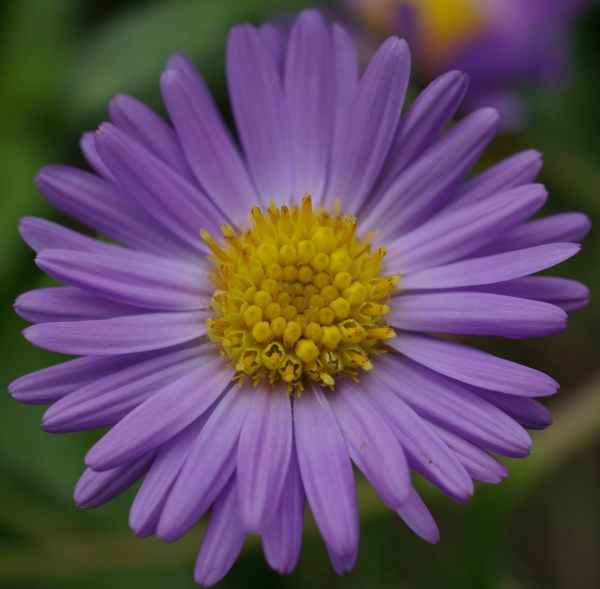 Photo of Symphyotrichum subspicatum by Doug Murphy
