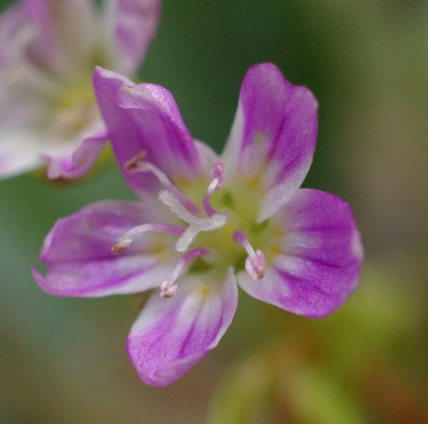 Photo of Claytonia sibirica by Doug Murphy